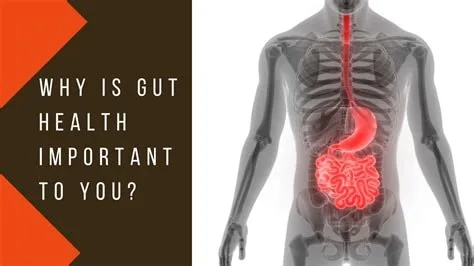 Gut health importance
